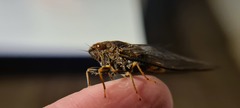 Birrima varians