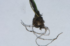 Pauridia glabella glabella