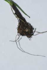 Pauridia glabella glabella