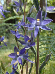 Thelymitra arenaria