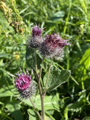 Arctium tomentosum
