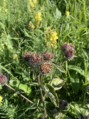 Arctium tomentosum