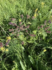 Arctium tomentosum
