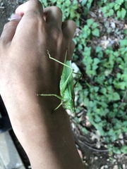 Tettigonia orientalis