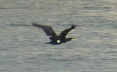 Phalacrocorax carbo