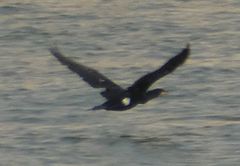 Phalacrocorax carbo