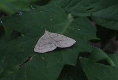Zanclognatha pedipilalis