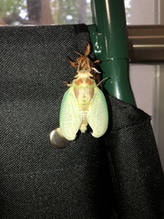 Graptopsaltria nigrofuscata
