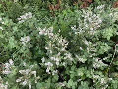 Mentha × rotundifolia