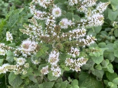 Mentha × rotundifolia