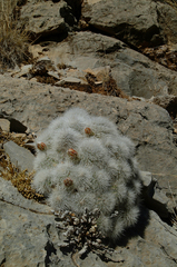 Echinocereus nivosus