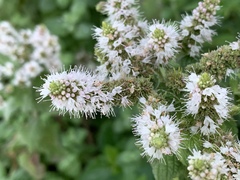 Mentha × rotundifolia