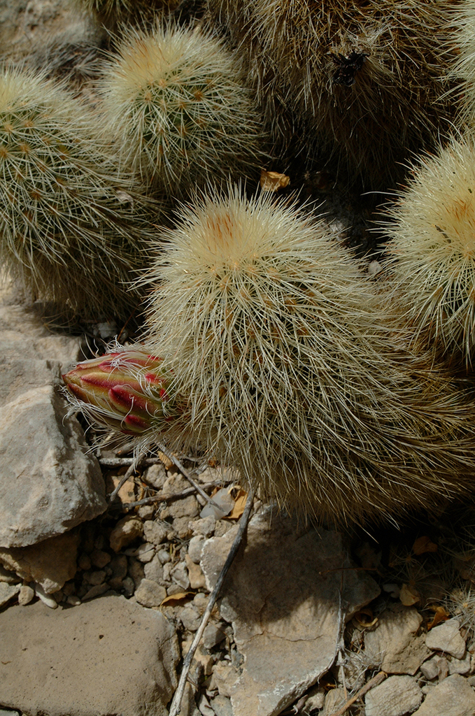 Echinocereus freudenbergeri