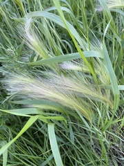Hordeum jubatum