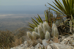 Echinocereus delaetii