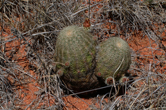 Echinocereus carmenensis
