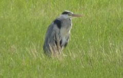 Ardea cinerea