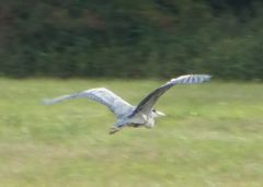 Ardea cinerea
