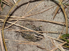 Vandijkophrynus angusticeps