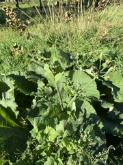 Sonchus oleraceus