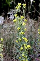 Erysimum marschallianum