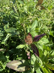 Trifolium pratense