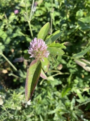Trifolium pratense