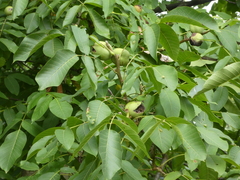 Juglans regia