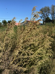 Atriplex sagittata