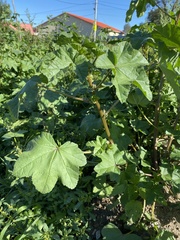 Malva verticillata