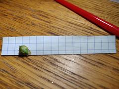 Stictocephala bisonia