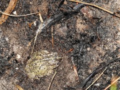 Vandijkophrynus angusticeps