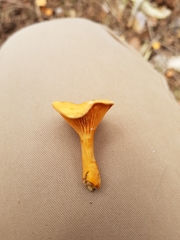 Hygrophoropsis aurantiaca