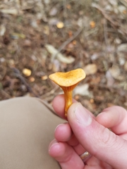 Hygrophoropsis aurantiaca