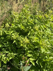 Acer negundo