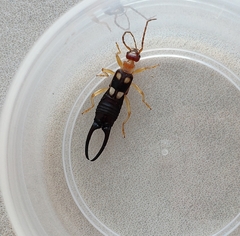 Forficula smyrnensis
