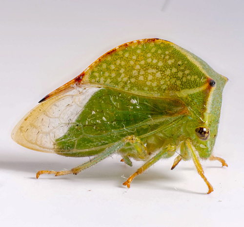 Buffalo Treehopper, photo 3 of 8