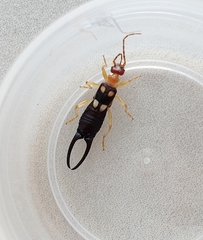 Forficula smyrnensis