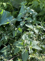 Solanum nigrum