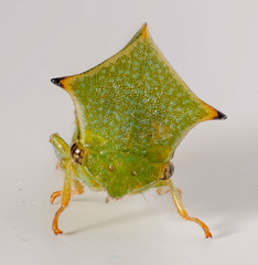 Stictocephala bisonia