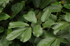 Leptoderris brachyptera