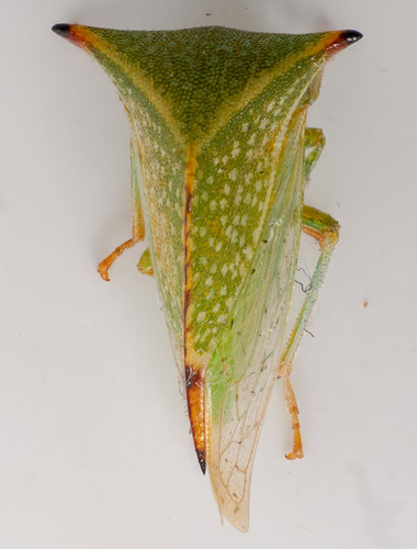 Buffalo Treehopper, photo 7 of 8