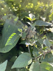Solanum nigrum