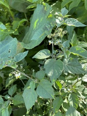 Solanum nigrum