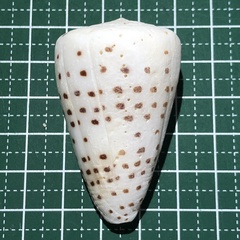 Conus eburneus