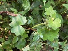 Hydrocotyle setulosa