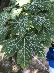 Acer platanoides