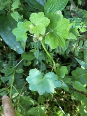 Hydrocotyle setulosa