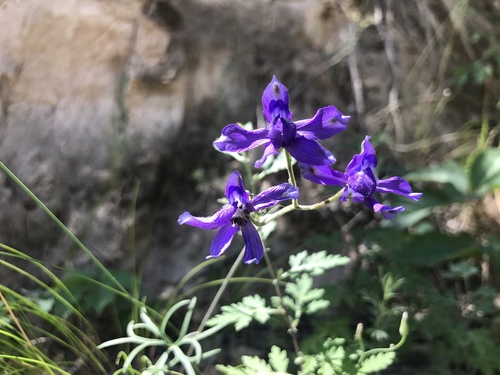 Siberian larkspur