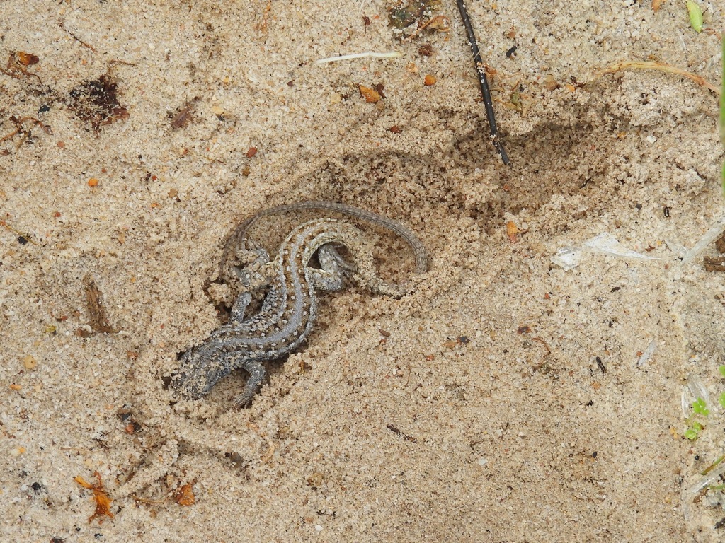 Knox's Desert Lizard